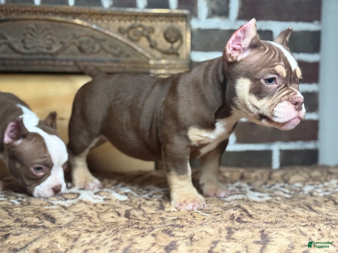 American Bully dogs for sale: Trixie - Image 6