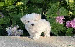 Coton De Tulear dogs for sale: Pearl - Image 21