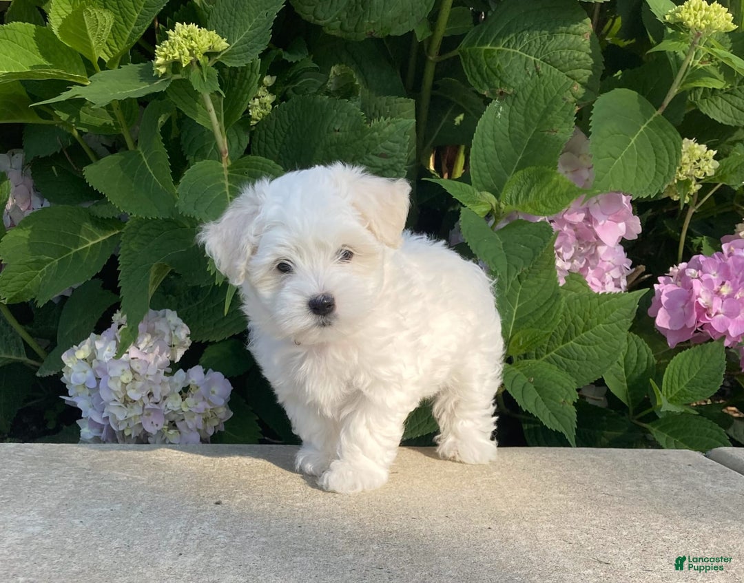 Coton De Tulear dogs for sale: Pearl - Image 21