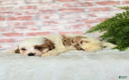 Cavapoo dogs for sale: Bruce - Image 12