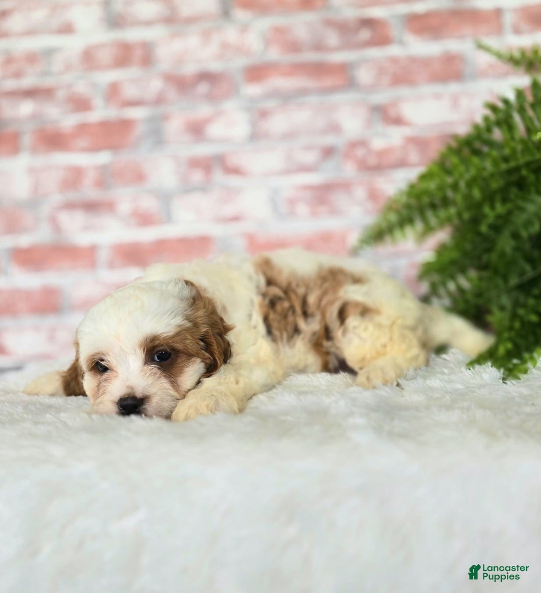 Cavapoo dogs for sale: Bruce - Image 12