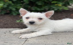 West Highland Terrier dogs for sale: Winnie - Image 3