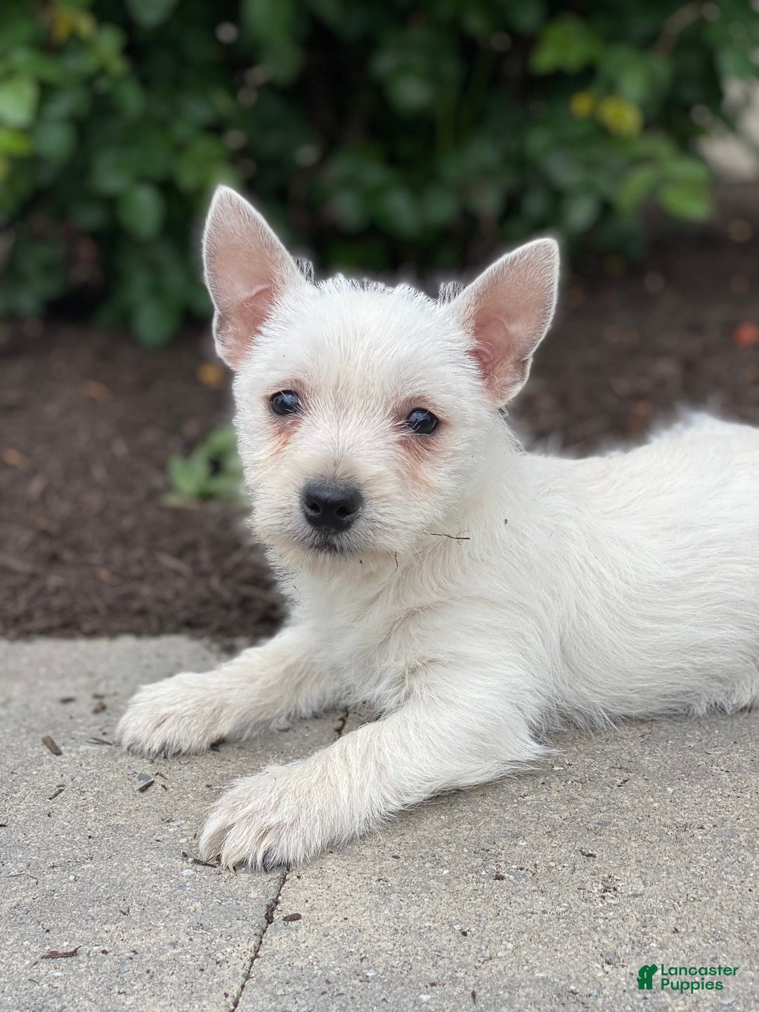 West Highland Terrier dogs for sale: Winnie - Image 3