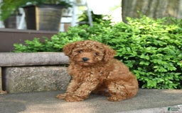 Toy Poodle dogs for sale: Fern - Image 1