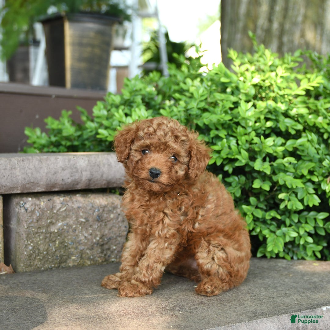 Toy Poodle dogs for sale: Fern - Image 1