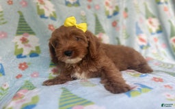 Cockapoo dogs for sale: Spirit - Image 6
