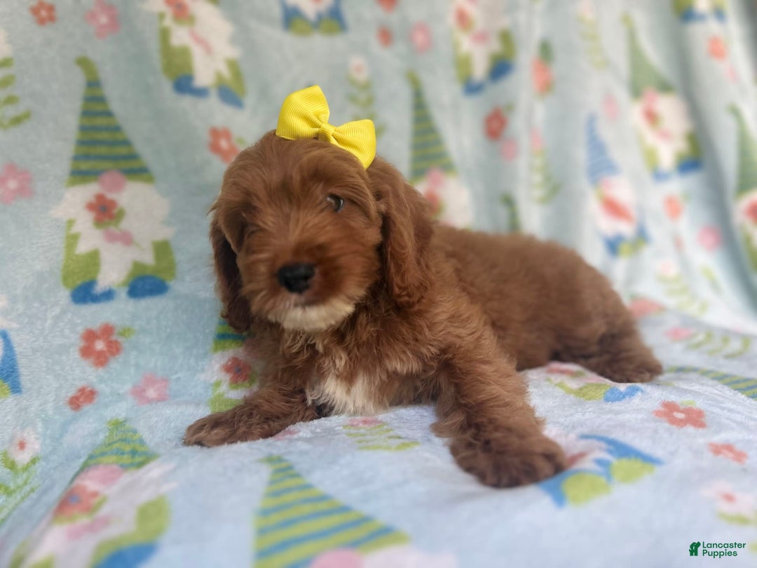Cockapoo dogs for sale: Spirit - Image 6