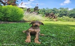 Doberman Pinscher dogs for sale: Doberman Pinscher 9 puppies - Image 11