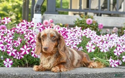 Miniature Dachshund dogs for sale: Benji - Image 13