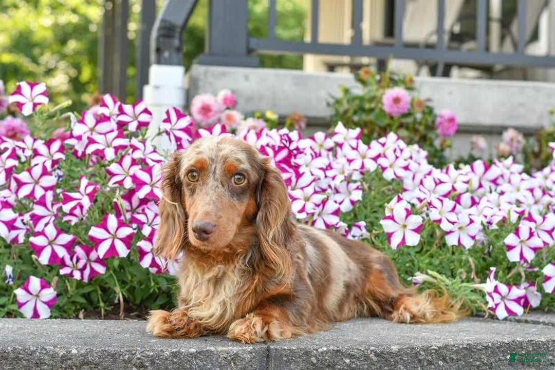 Miniature Dachshund dogs for sale: Benji - Image 13