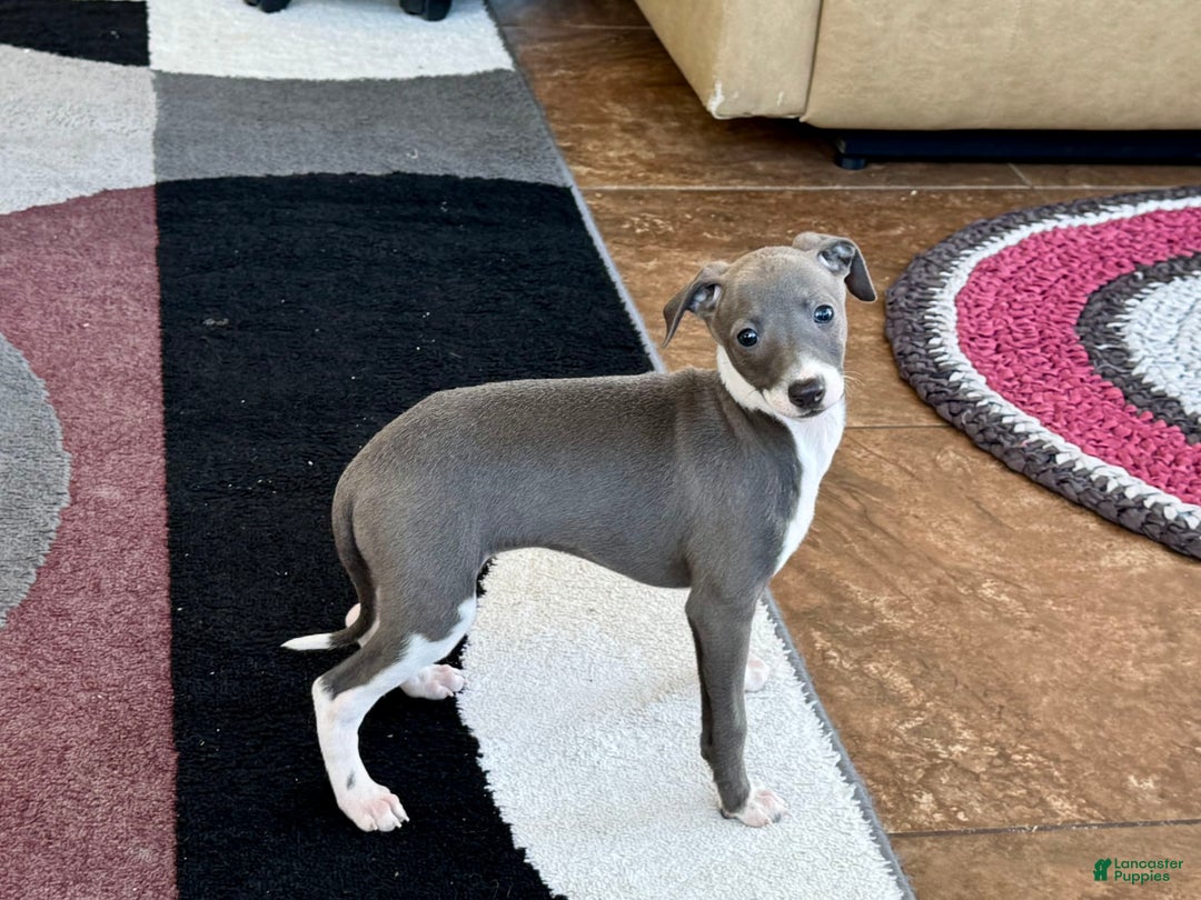 Italian Greyhound dogs for sale: KK - Image 2