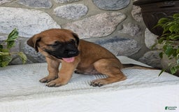 English Mastiff dogs for sale: Buck - Image 9