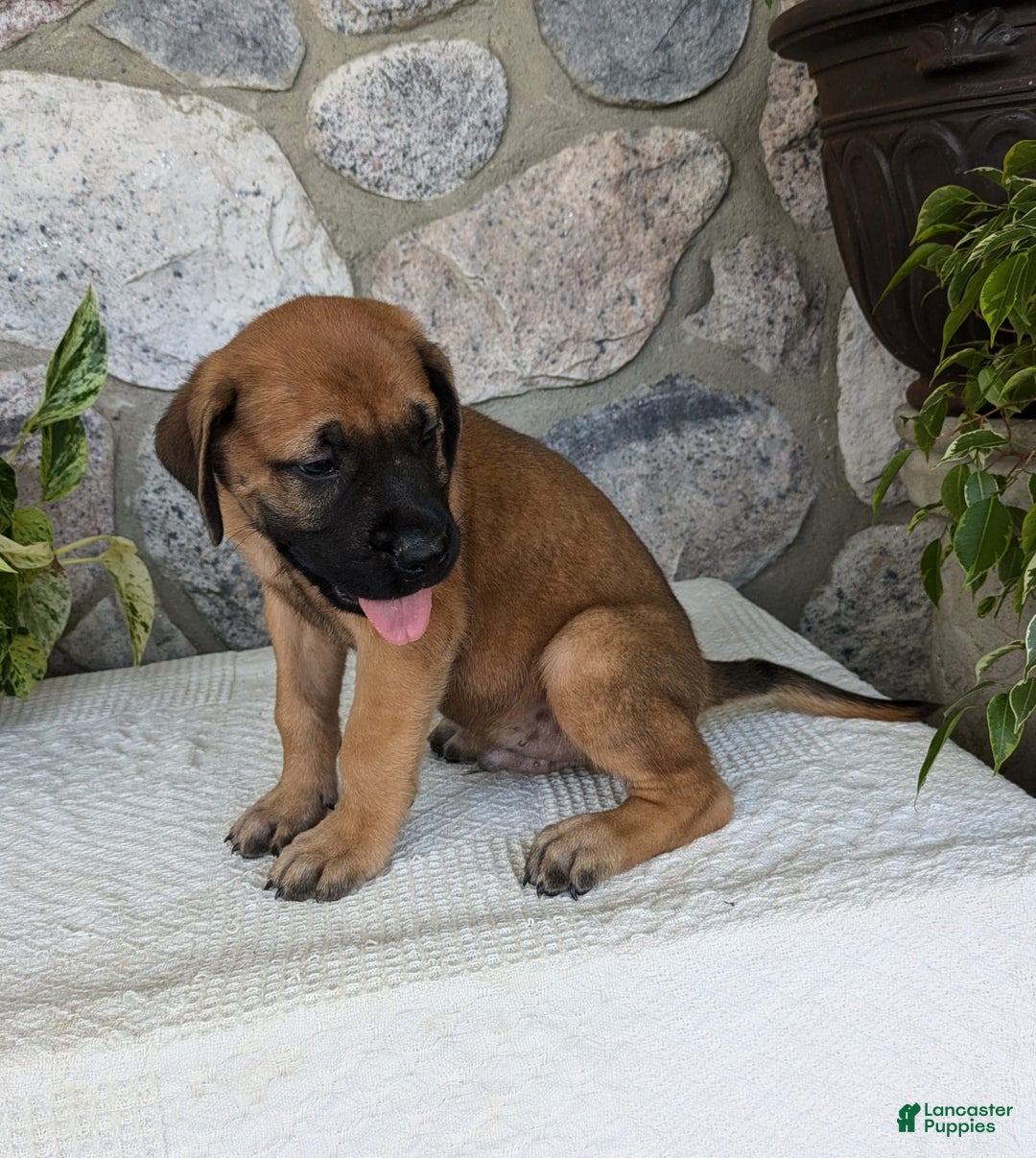 English Mastiff dogs for sale: Buck - Image 9