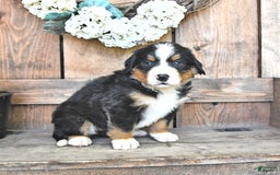 Bernese Mountain Dog dogs for sale: Bailey - Image 1