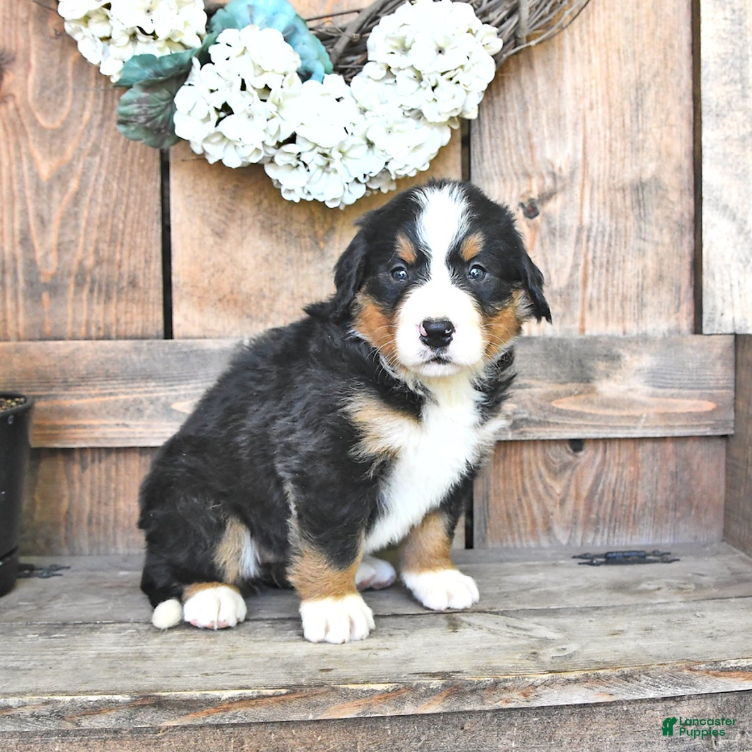 Bernese Mountain Dog dogs for sale: Bailey - Image 1