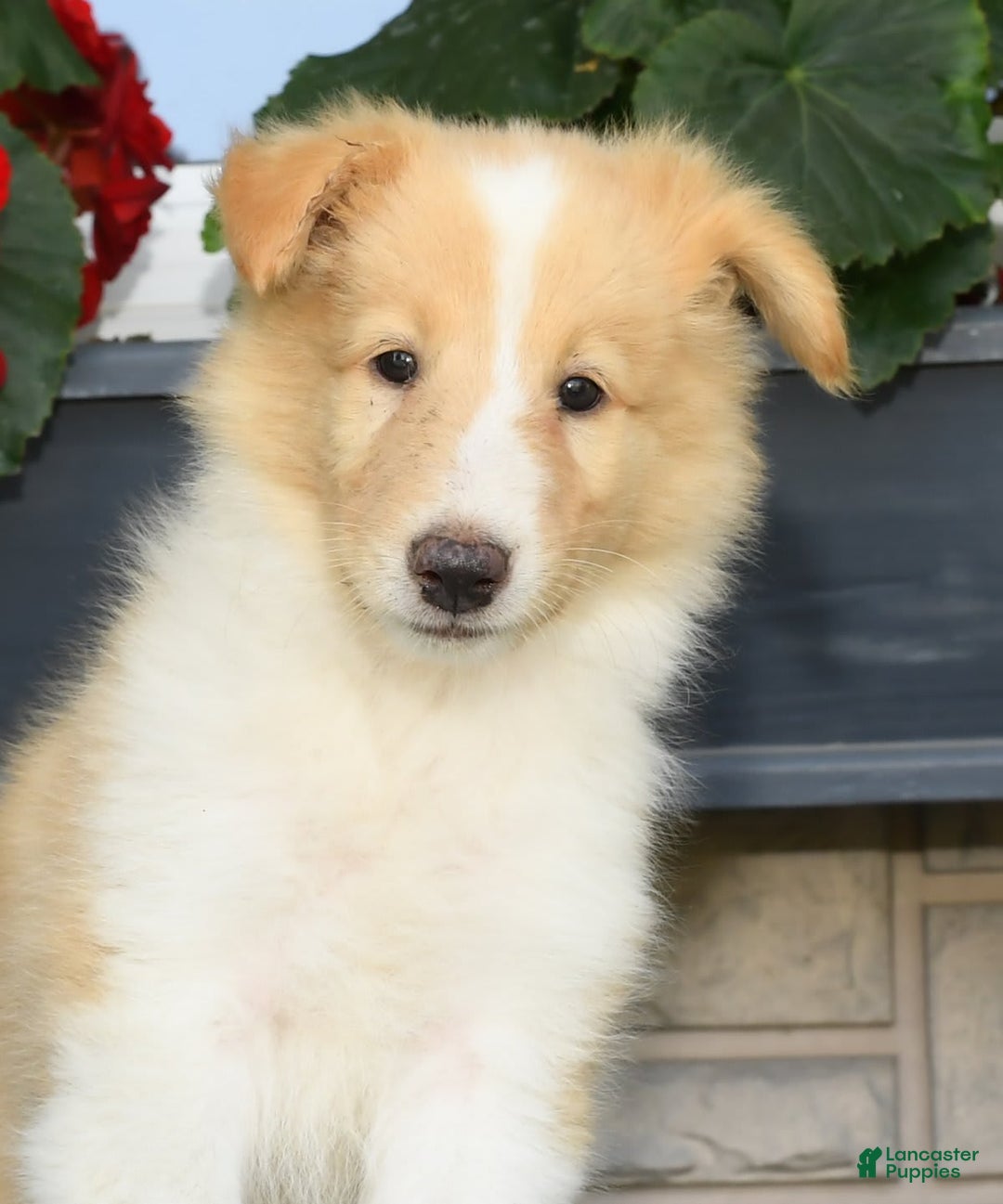 Collie dogs for sale: Prince - Image 6