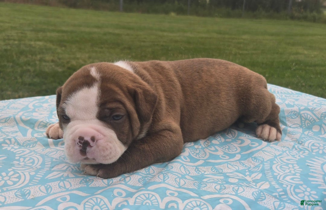 American Bulldog dogs for sale: Miss Honey - Listing for pets: Miss Honey, Matilda, Miss Trenchbell, Harry - Image 2
