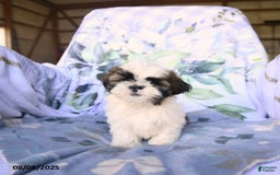 Shih Tzu dogs for sale: King - Image 4
