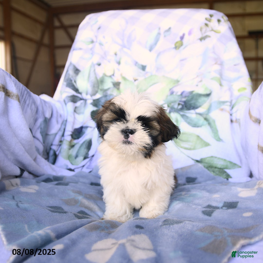 Shih Tzu dogs for sale: King - Image 4