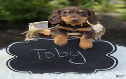 Miniature Dachshund dogs for sale: Toby - Image 2