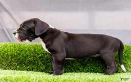 Great Dane dogs for sale: Kathy - Image 8