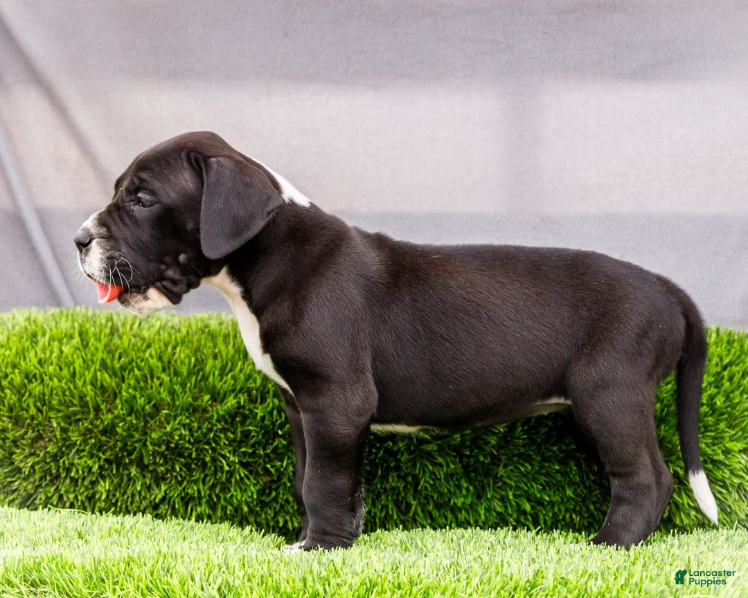 Great Dane dogs for sale: Kathy - Image 8