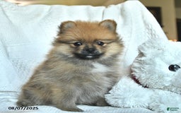 Pomeranian dogs for sale: Max - Image 3
