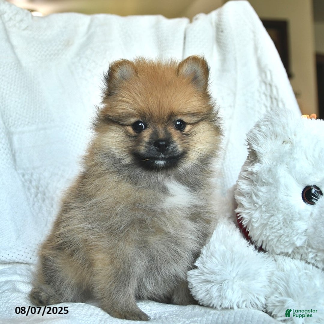 Pomeranian dogs for sale: Max - Image 3