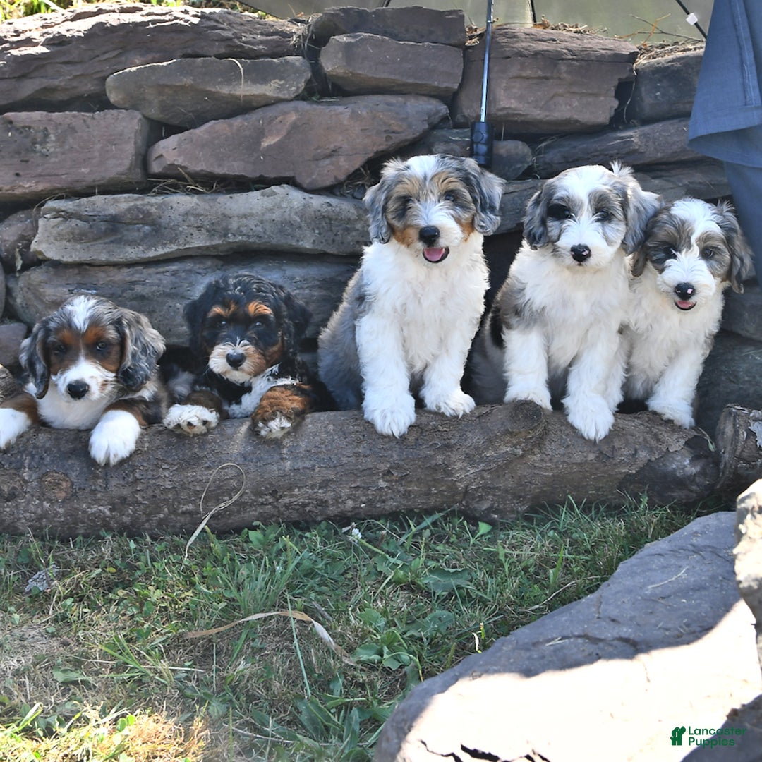 Aussiedoodle dogs for sale: Mia - Image 3