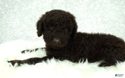 Newfypoo dogs for sale: Hazel F1b - Image 1