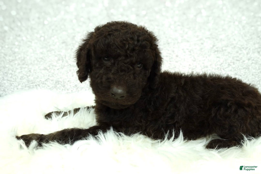 Newfypoo dogs for sale: Hazel F1b - Image 1