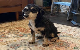 Toy Poodle dogs for stud: Troy - Image 3
