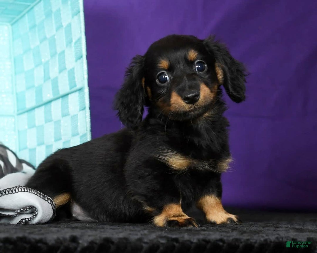 Miniature Dachshund dogs for sale: Daisy - Image 6