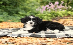 Mini Aussiedoodle dogs for sale: Haven - Image 1