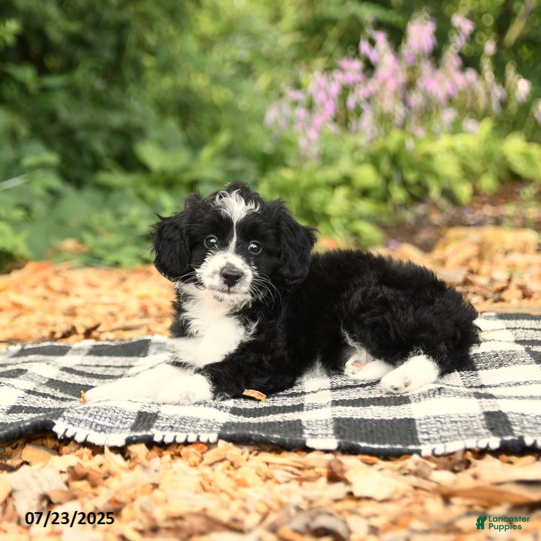 Mini Aussiedoodle dogs for sale: Haven - Image 1