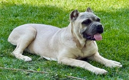 Cane Corso dogs for sale: Georgia - Image 29