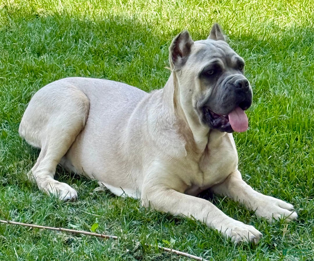 Cane Corso dogs for sale: Georgia - Image 29