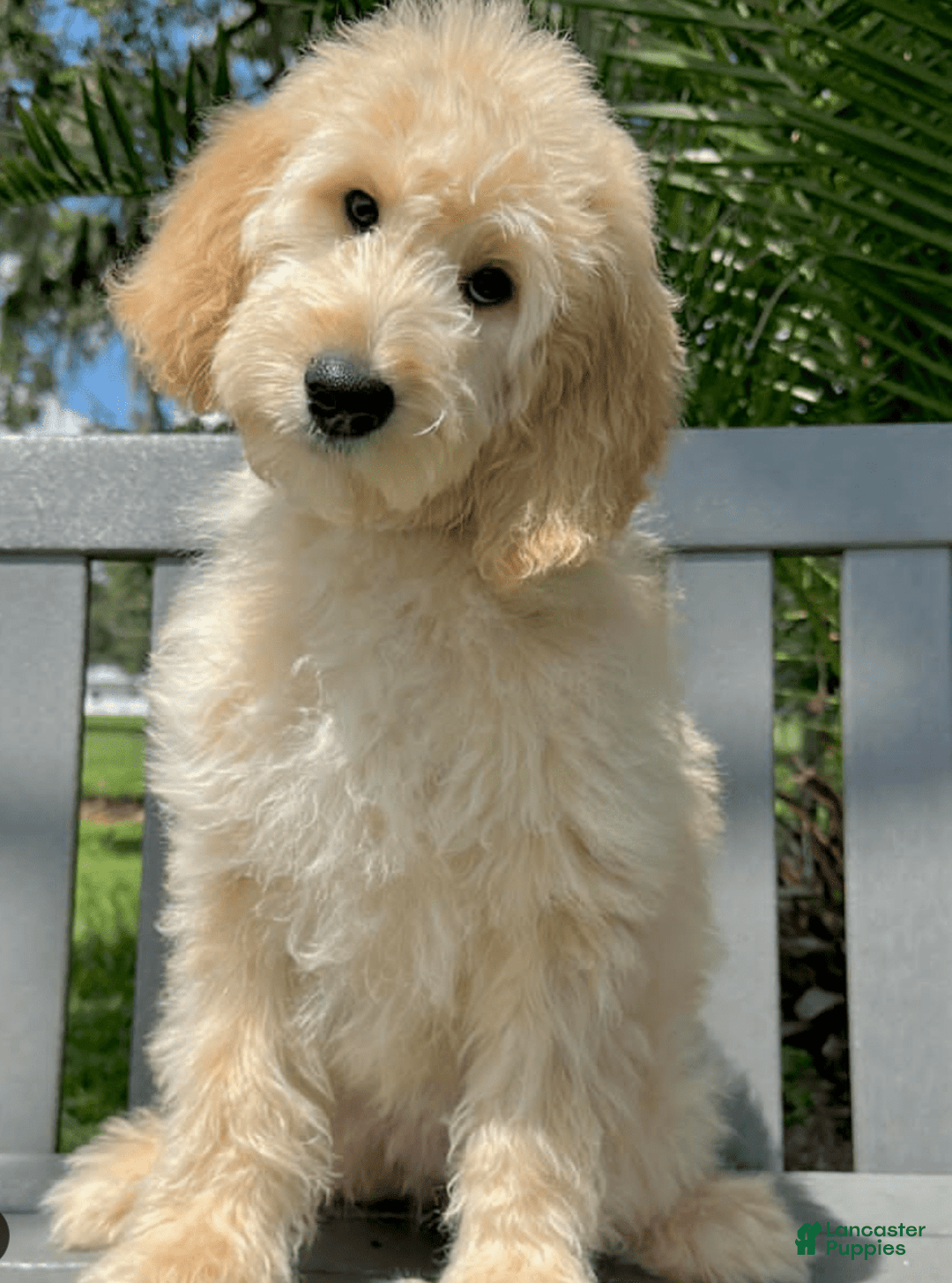 Goldendoodle dogs for sale: Brooklyn ❤️ - Image 3