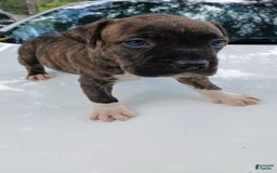 American Pit Bull Terrier dogs for sale: Guage - Image 4