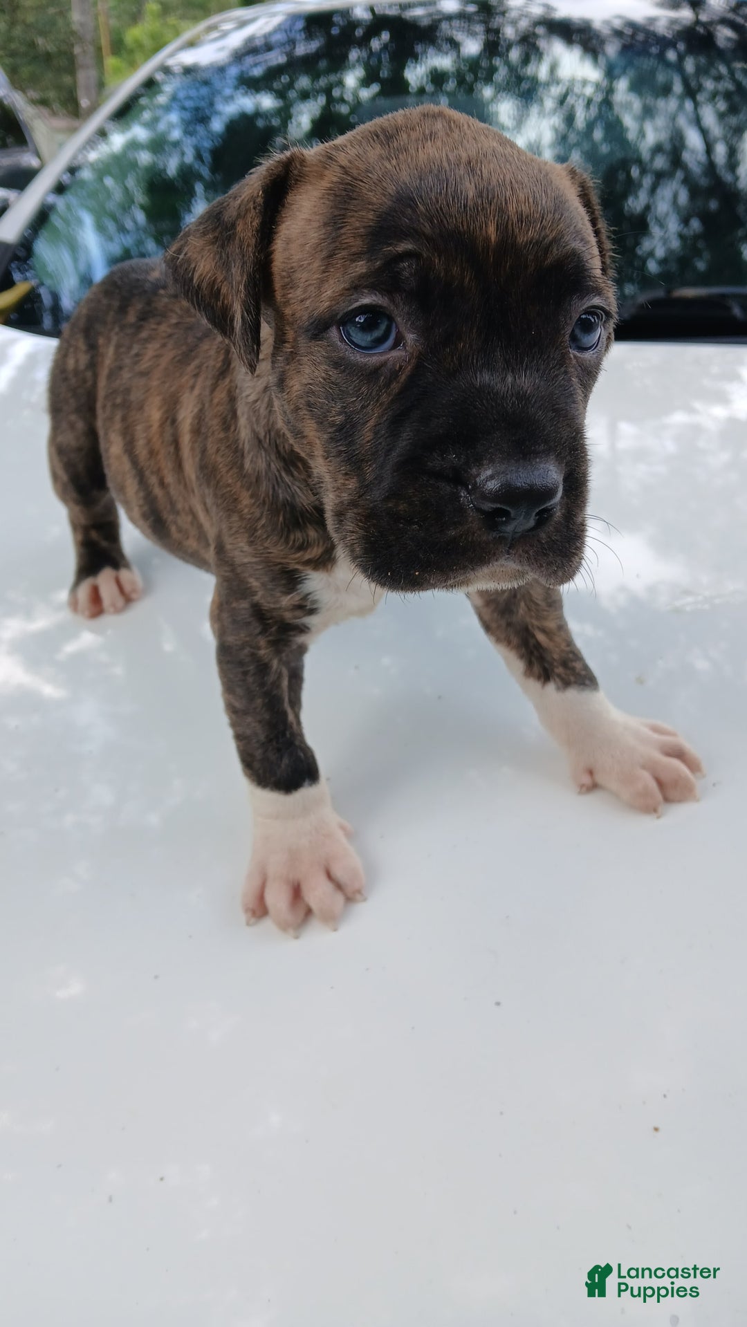 American Pit Bull Terrier dogs for sale: Guage - Image 4
