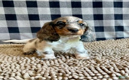 Dachshund dogs for sale: Daniel - Image 4