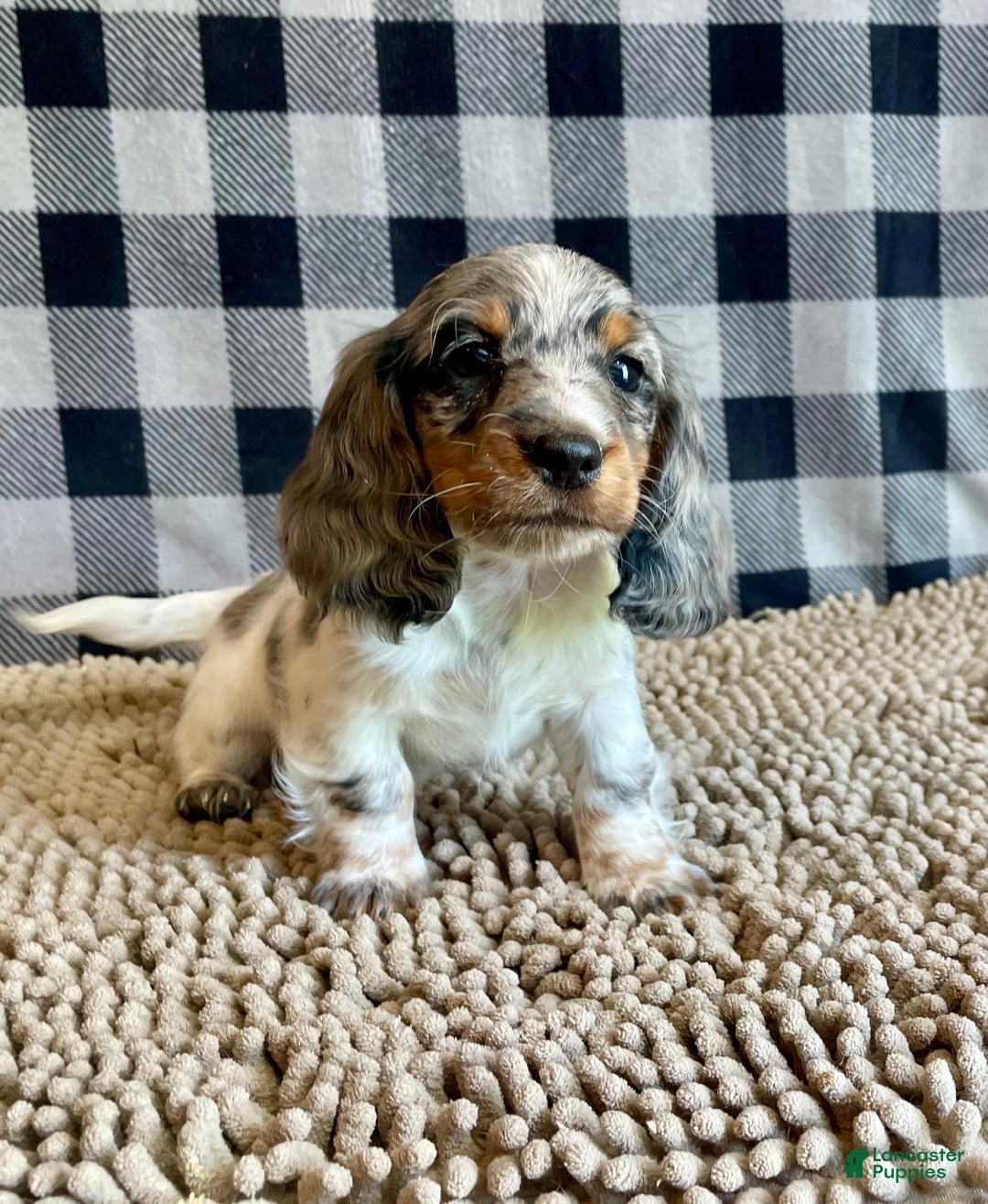 Dachshund dogs for sale: Daniel - Image 4