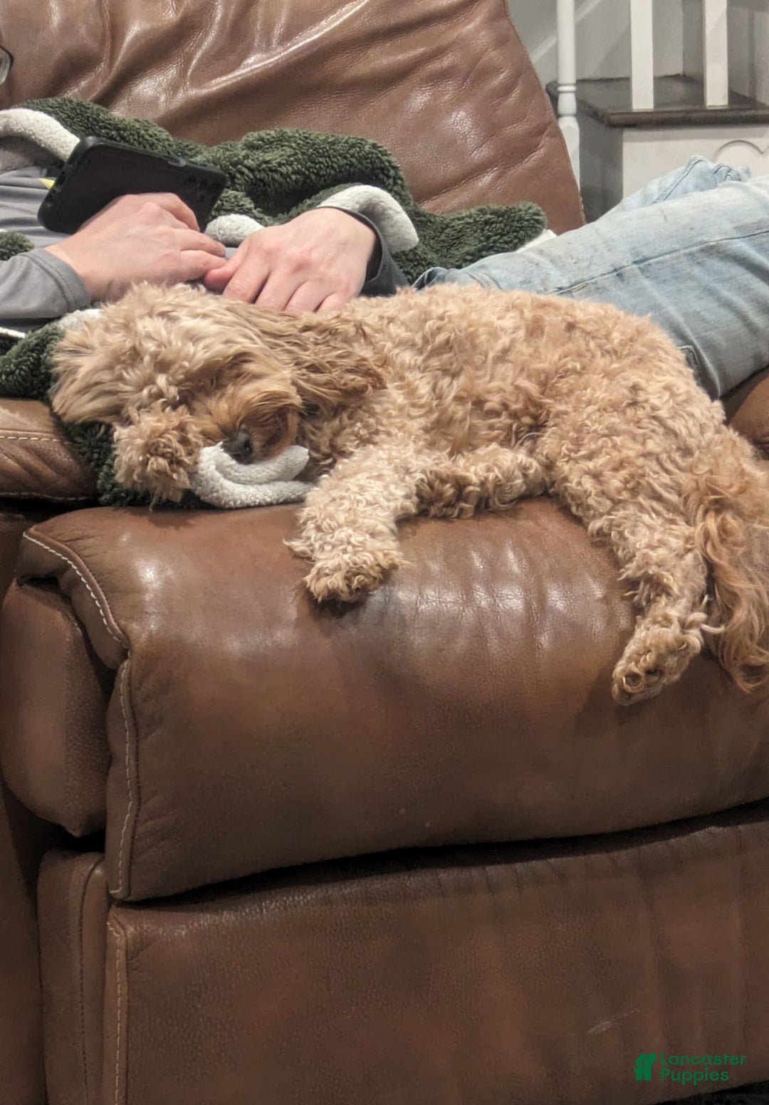 Cockapoo dogs for sale: Bailey - Image 17