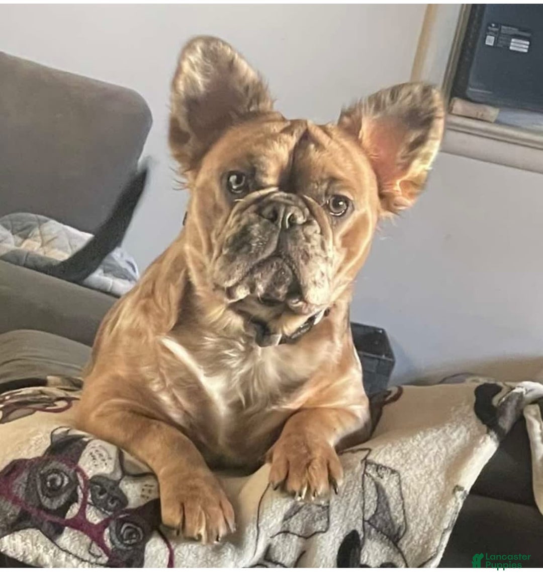 French Bulldog dogs for sale: Derick - Image 6