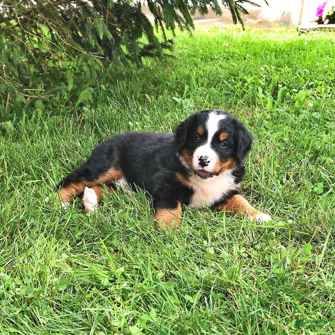 Bernese Mountain Dog dogs for sale: Vincent - Image 3