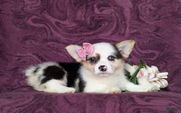 Welsh Corgi Pembroke dogs for sale: Kandee - Image 8