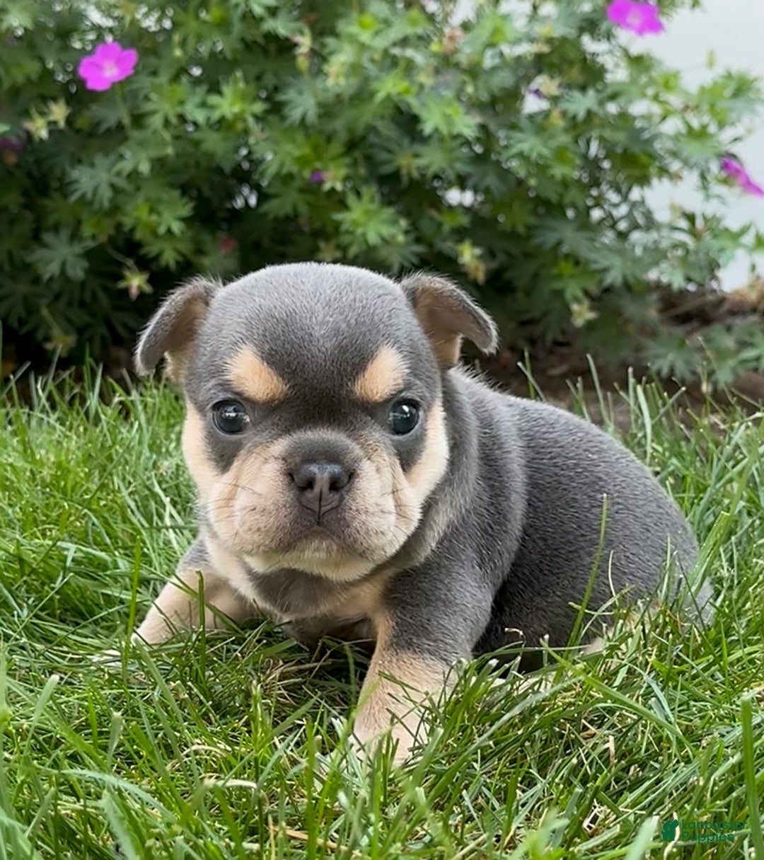 French Bulldog dogs for sale: Hilda - Image 10