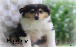 categoriesInfo:categoryAttributeOptions.pets.dogs.breed.roughCollie dogs for sale: Korry - Image 5