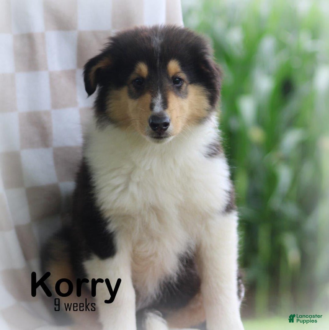 categoriesInfo:categoryAttributeOptions.pets.dogs.breed.roughCollie dogs for sale: Korry - Image 5