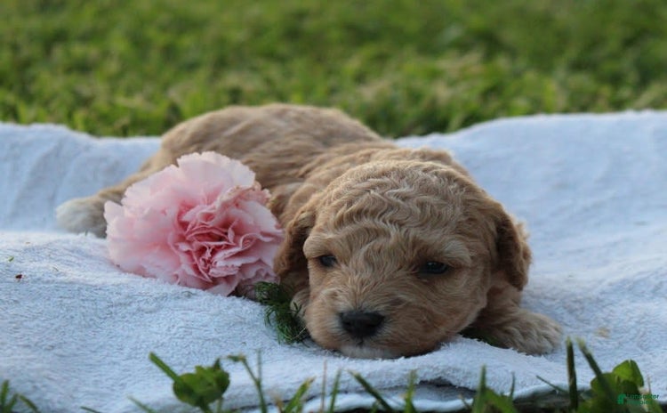 Miniature Poodle dogs for sale - Ad 2